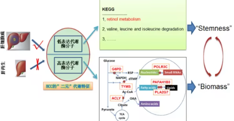中科院团队揭示肝癌与肝再生的代谢差异，提出高效联合治疗新策略