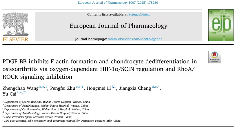 新研究揭示：PDGF-BB联合透明质酸可稳定软骨微环境，为骨关节炎治疗带来新希望